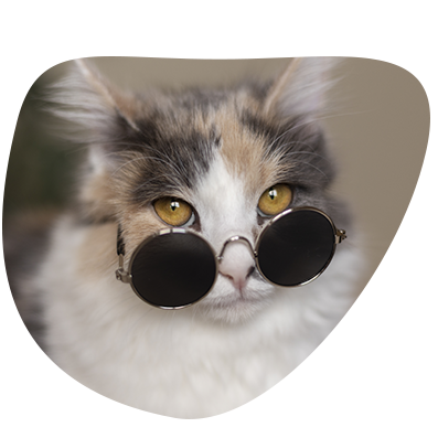 Chat blanc crème à poils longs avec lunettes, Miaouthé, bar à chats à Bordeaux