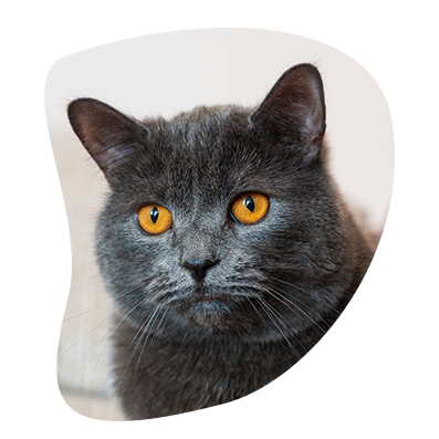 Chat british shorthair gris, Miaouthé, bar à chats à Bordeaux
