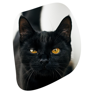 Chat noir aux yeux malicieux, Miaouthé, bar à chats à Bordeaux