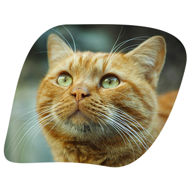 Chat roux tigré chez Miaouthé, bar à chats à Bordeaux