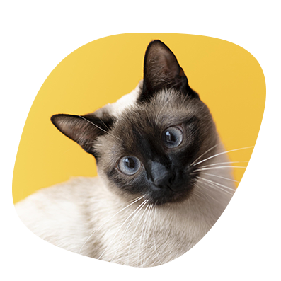 Chat siamois aux yeux bleus, Miaouthé, bar à chats à Bordeaux