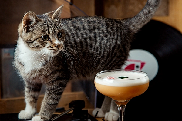 Cocktail posé sur une table avec chat, Miaouthé, bar à chats à Bordeaux