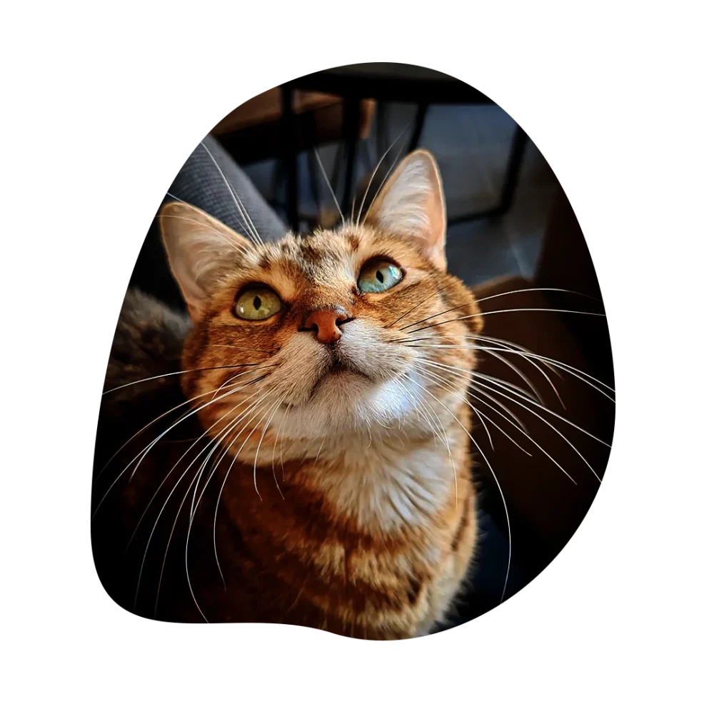Chat tigré avec de longues moustaches, Miaouthé, bar à chats à Bordeaux